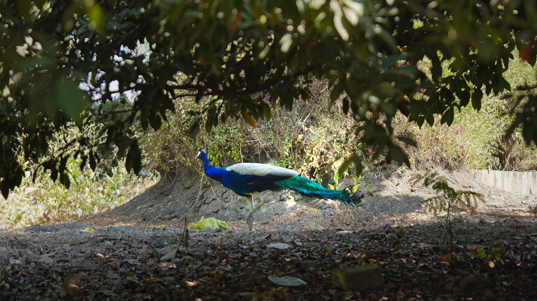 Biodiversity
